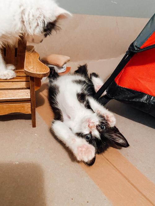Kitten Cat Adoption Event Set For Saturday Latest Headlines Morganton Com