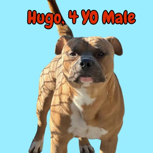 Hugo.jpeg