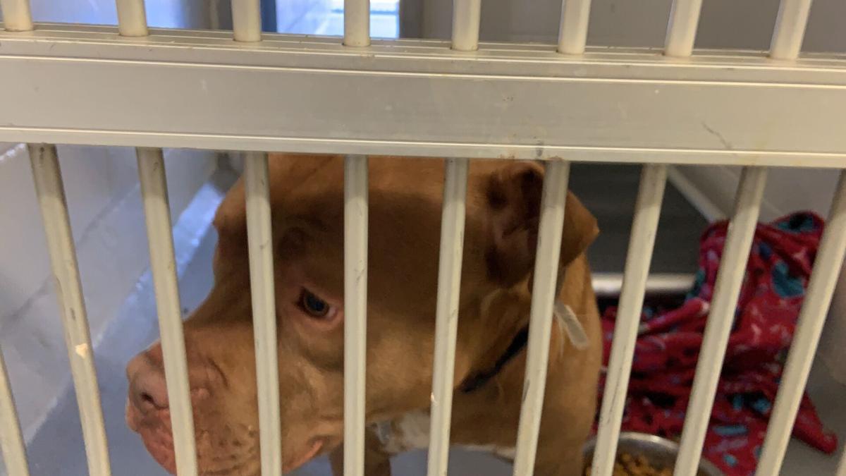 49++ Care animal shelter liberty ny