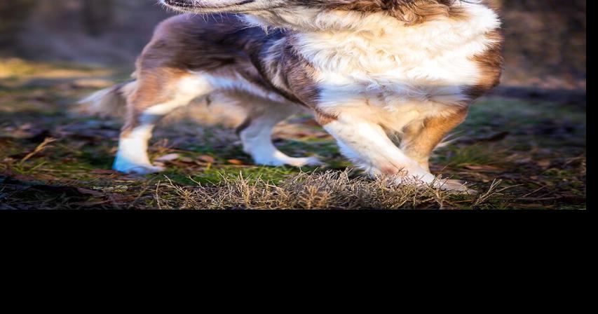 See cats and dogs available to adopts in Morganton NC