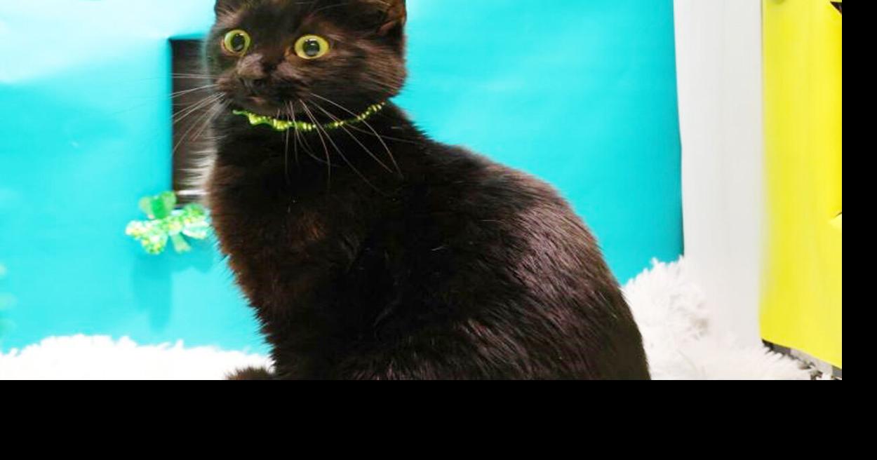 Pets of the Week: March 16