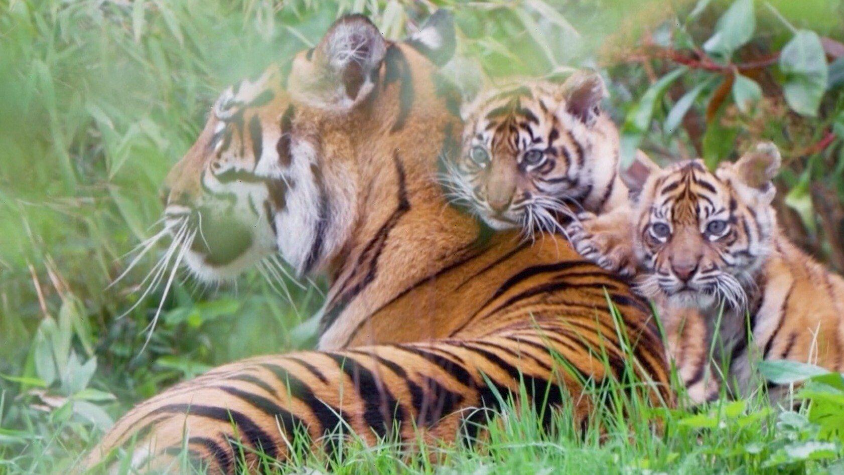 Endangered Bengal tiger cub born at Nicaragua zoo