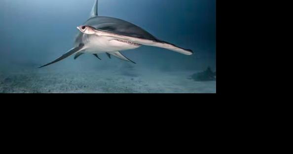 Why do hammerhead sharks have hammer-shaped heads?