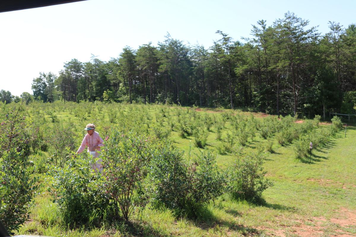 Local blueberry farm continues to expand, offer produce to public