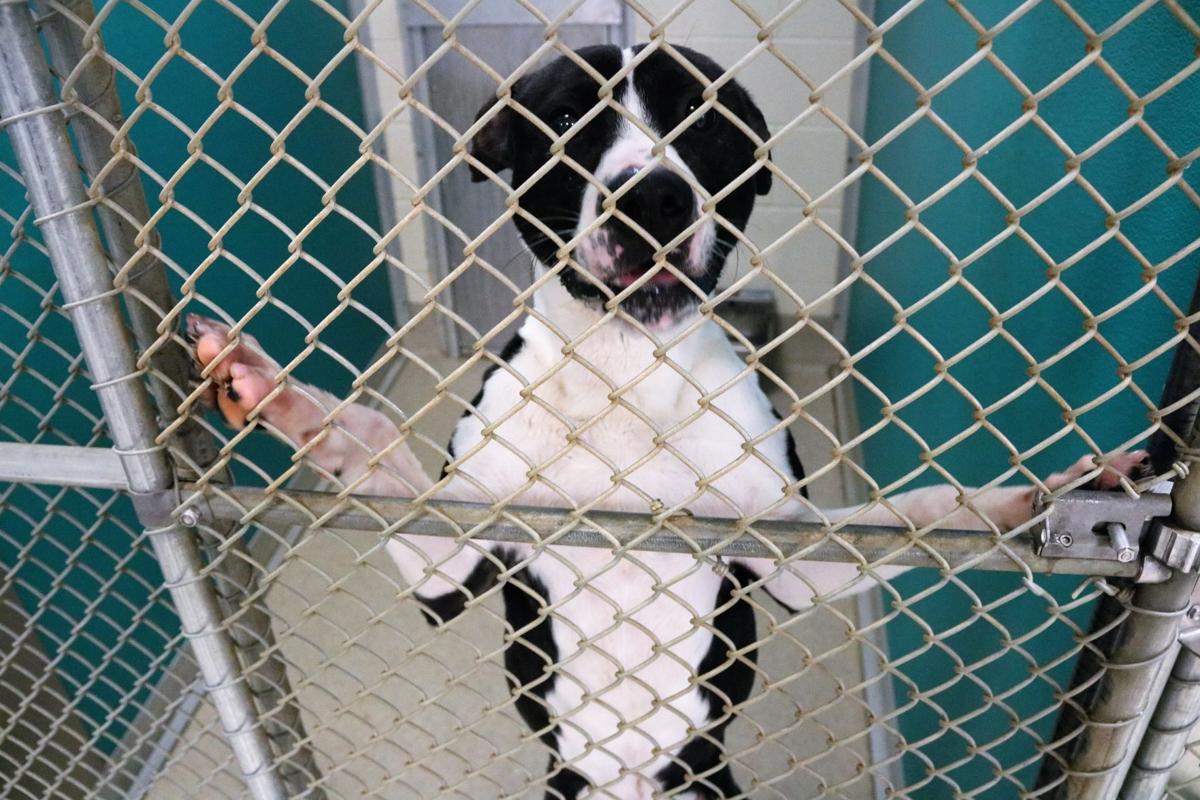Catawba County shelter sets example for successful, humane animal treatment