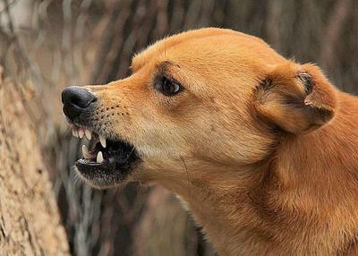 Aggressive dog behavior basics | Local News | morganton.com