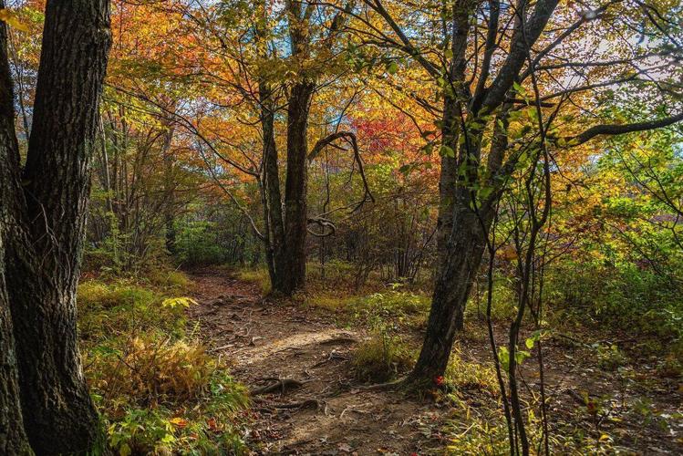 15 Best Hikes in the Blue Ridge Mountains for Fall