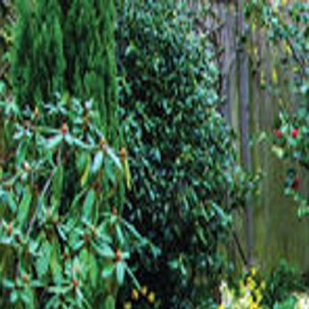 Expert Gives Tips On Late Summer Face Lifts For Landscapes Local News Morganton Com