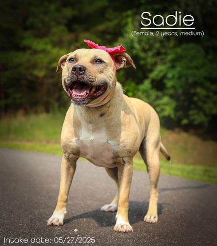 Sadie.jpg
