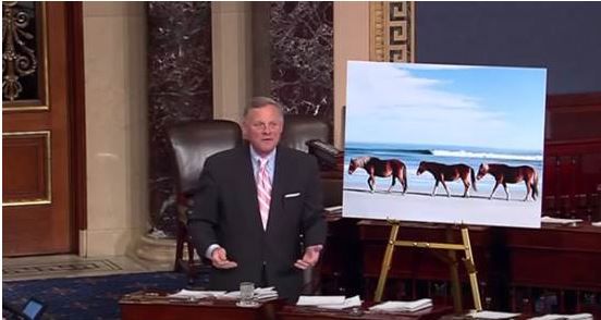 Senator Burr and Corolla Horses