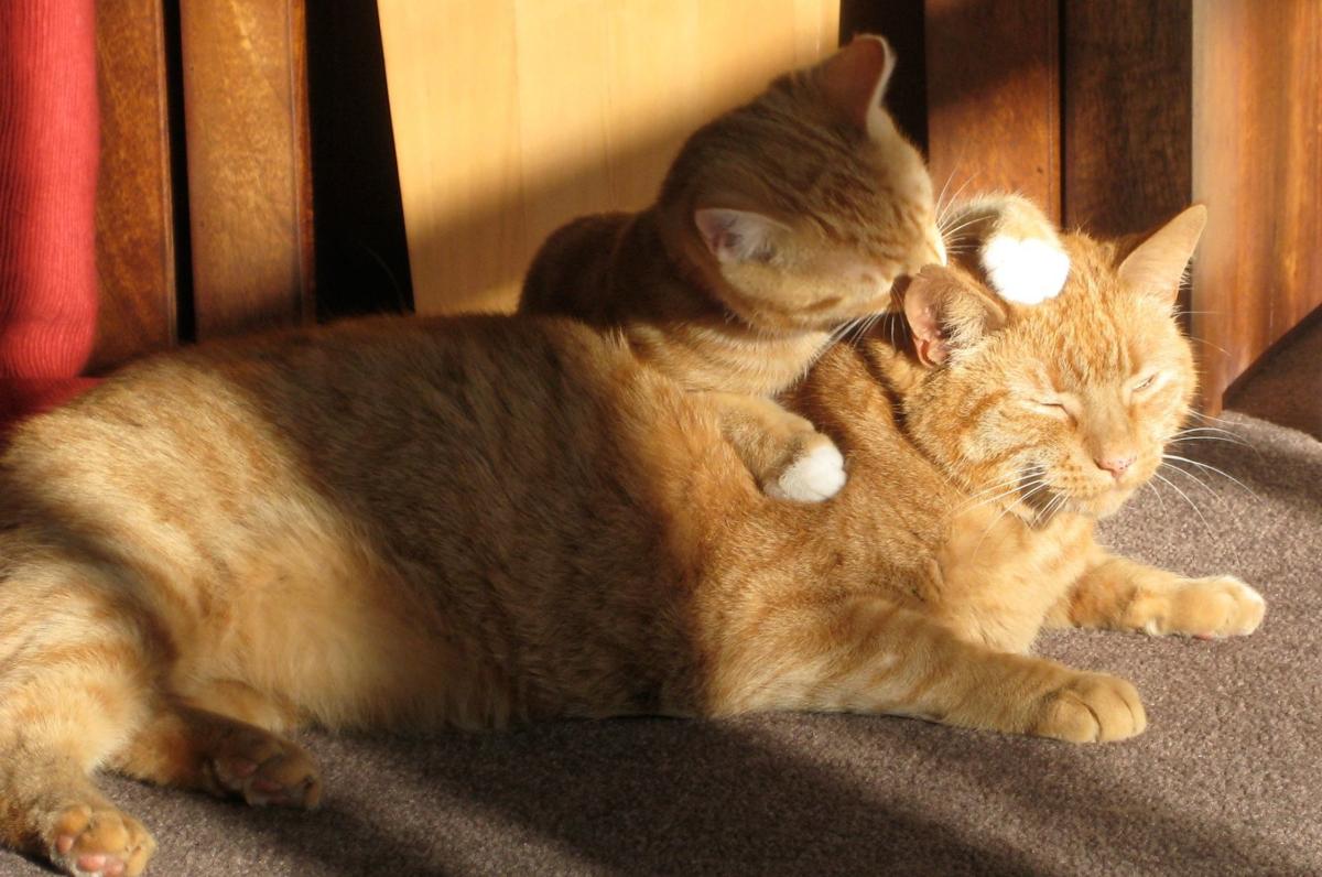 Debunking Myths About Fiv Positive Cats Latest News Morganton Com