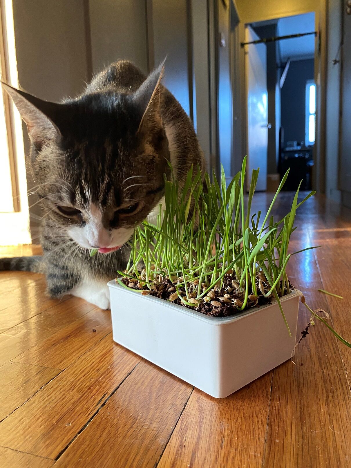 Is wheatgrass clearance bad for cats