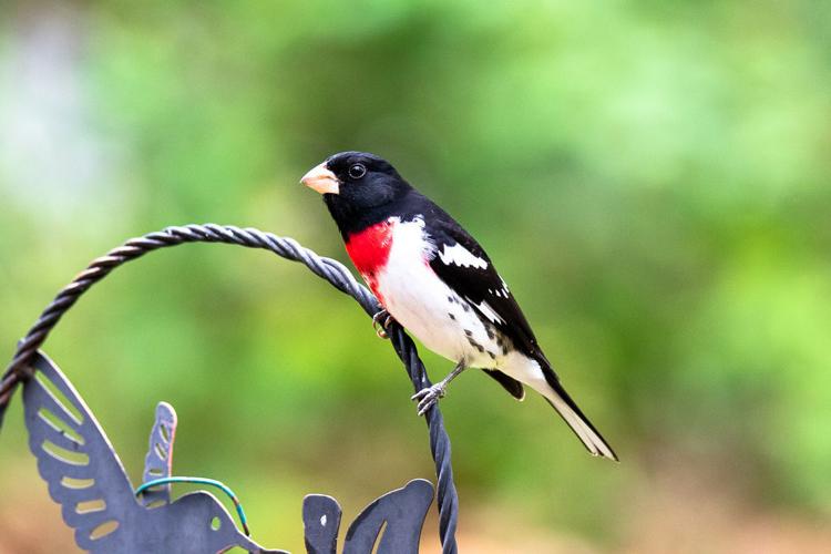 Common Maryland Backyard Birds - Birdseed & Binoculars