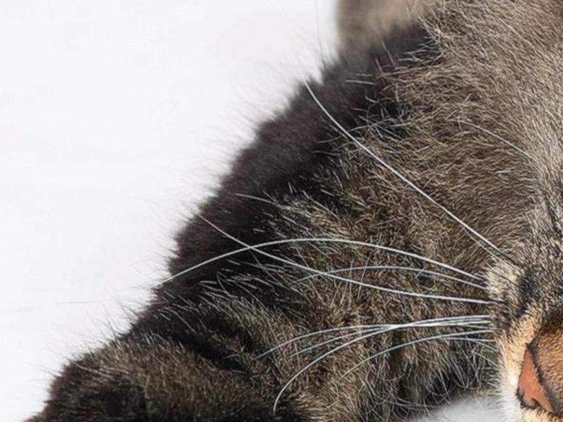 Know The Facts About Declawing Latest News Morganton Com