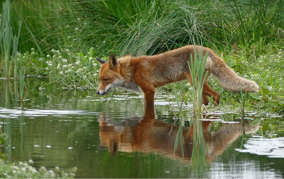 kit-rearing-season-means-more-daytime-fox-sightings-community