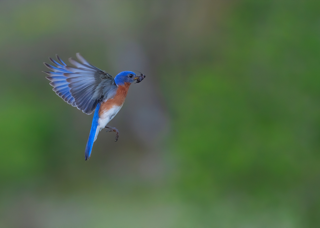 Eastern Bluebirds and thrush species in Florida, Real Estate