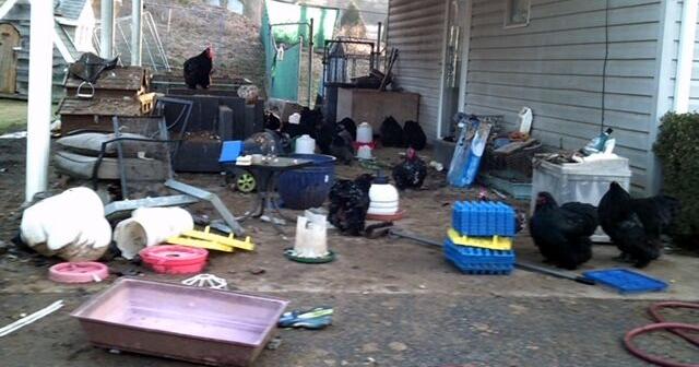 Charges pending after 71 animals seized in animal neglect, cruelty case
