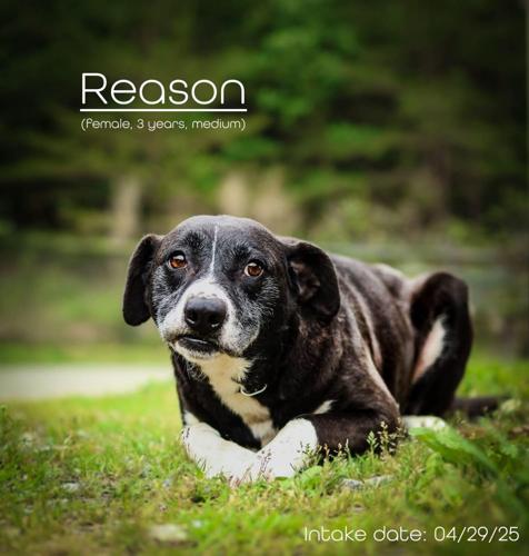 Reason.jpg