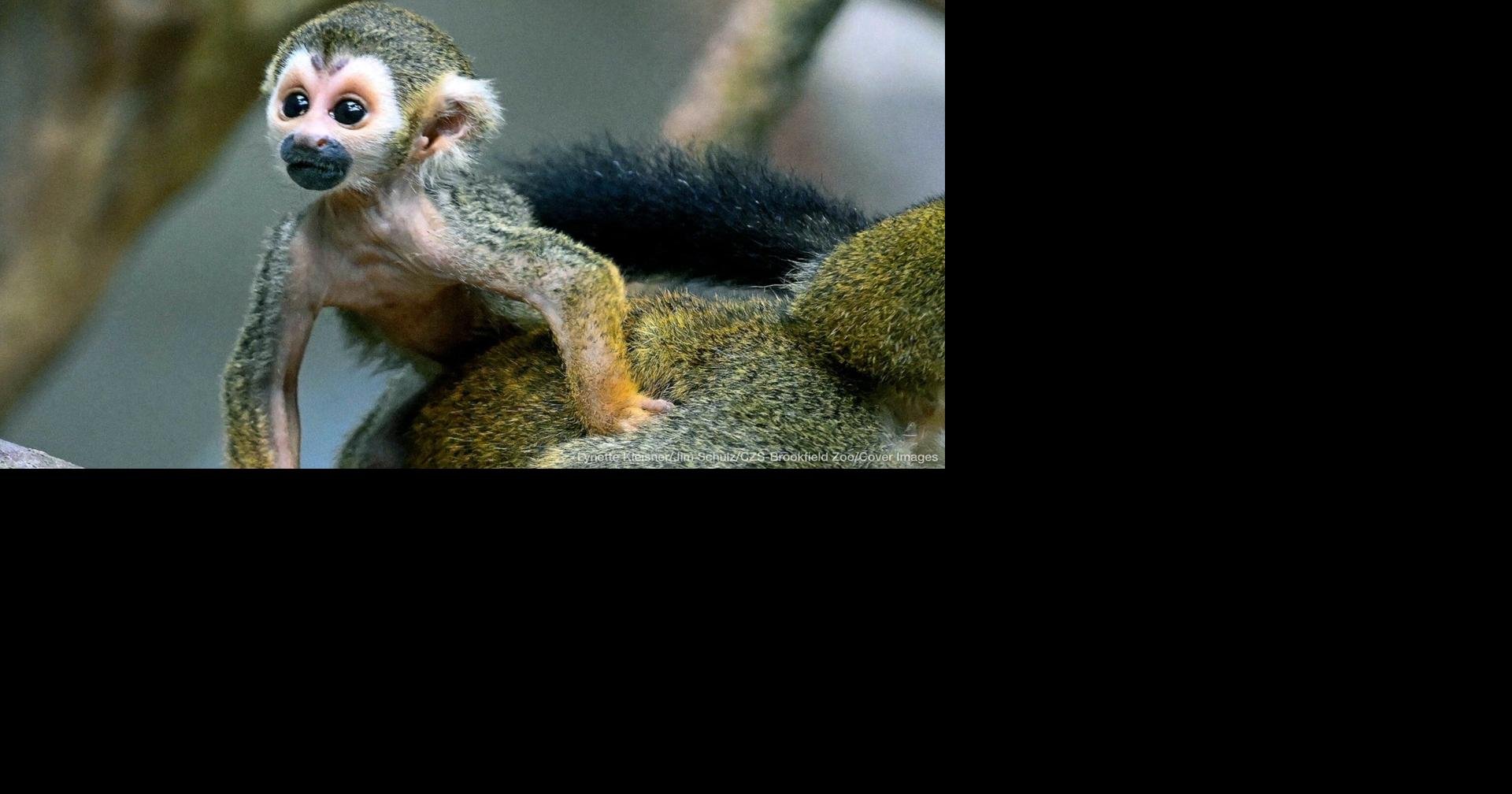 cute squirrel monkeys