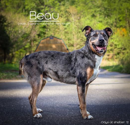Beau.jpg