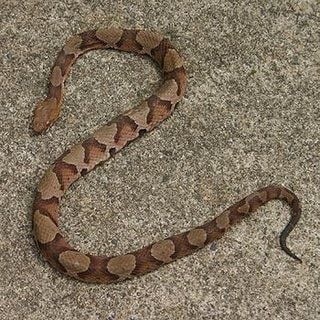 How To Stay Safe Around Rattlesnakes And Copperheads Latest Headlines Morganton Com