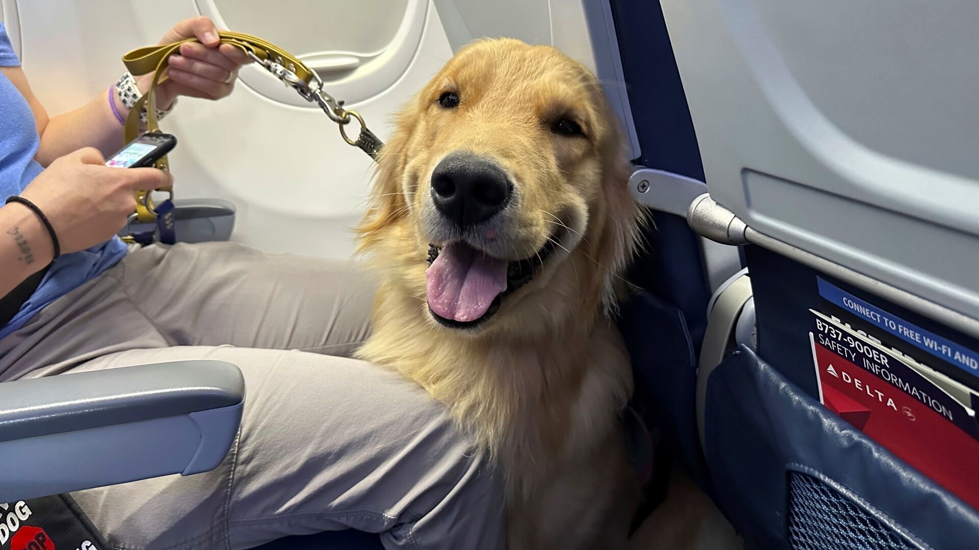 Assistance dogs earn wings at Detroit Metropolitan Airport