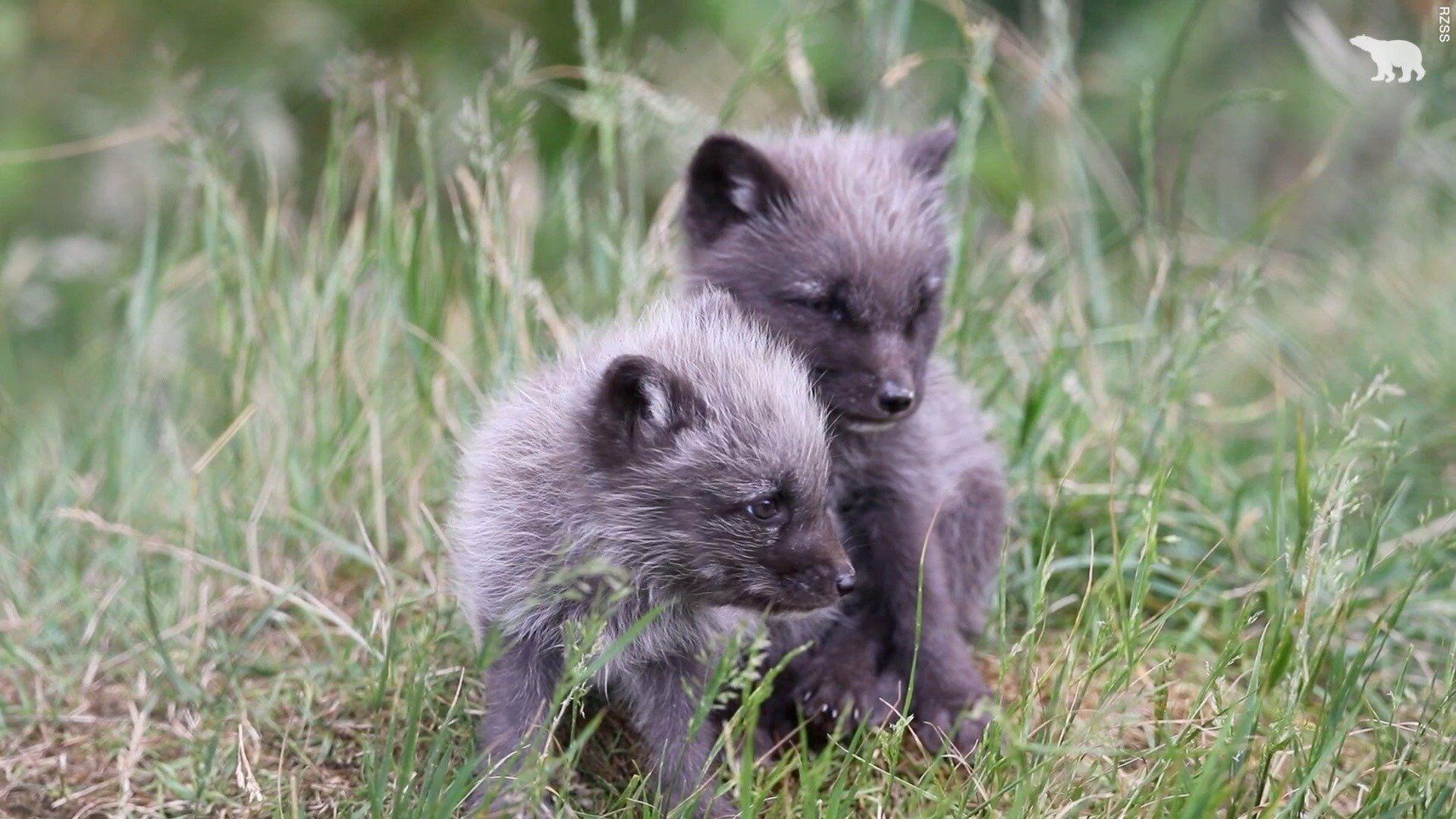 silver fox cubs