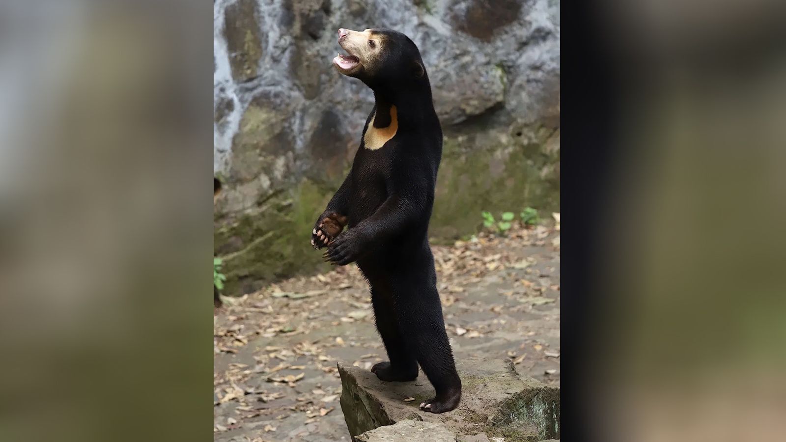 Chinese zoo denies its sun bears are people in costume