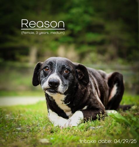 Reason.jpg