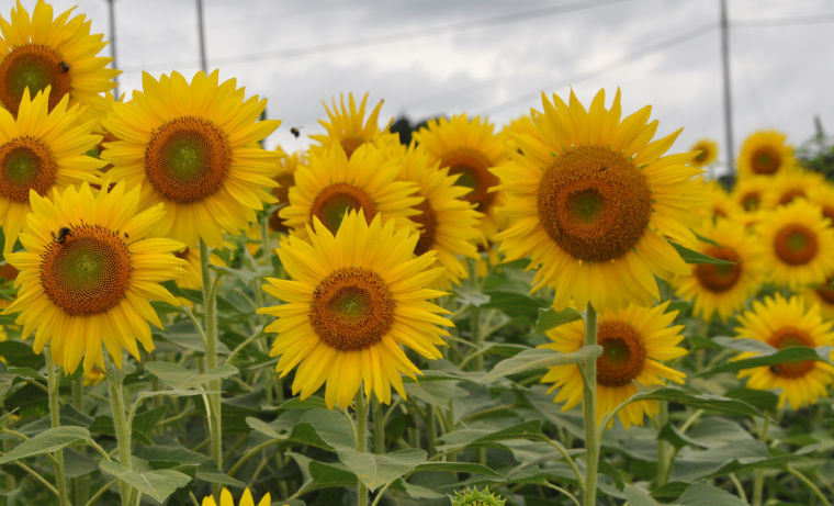 NCDOT: Wildflower Program