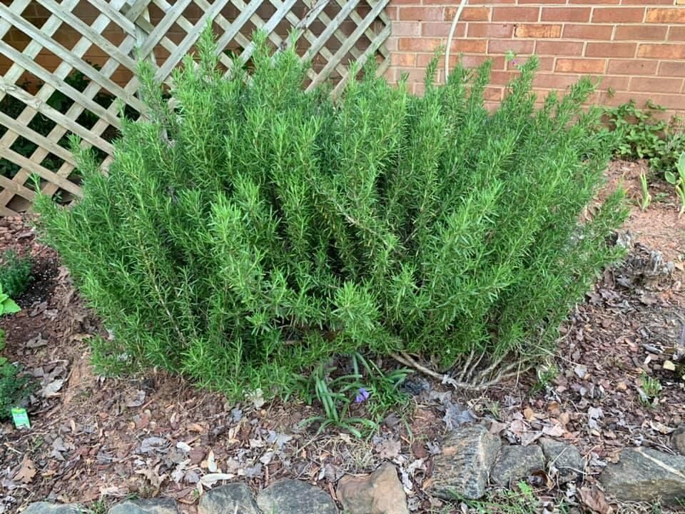 Rosemary plant generic photo
