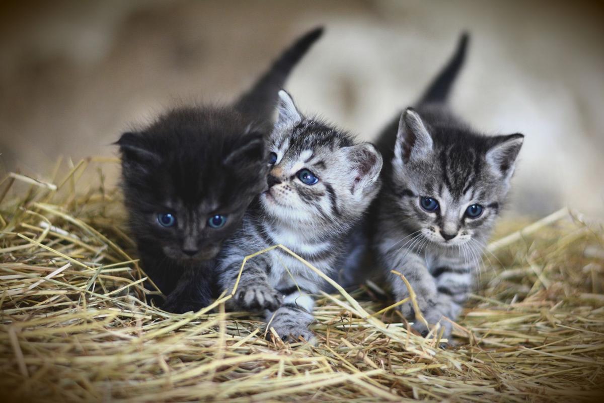 Low Cost Spay And Neuter Clinics In Western Nc Local News