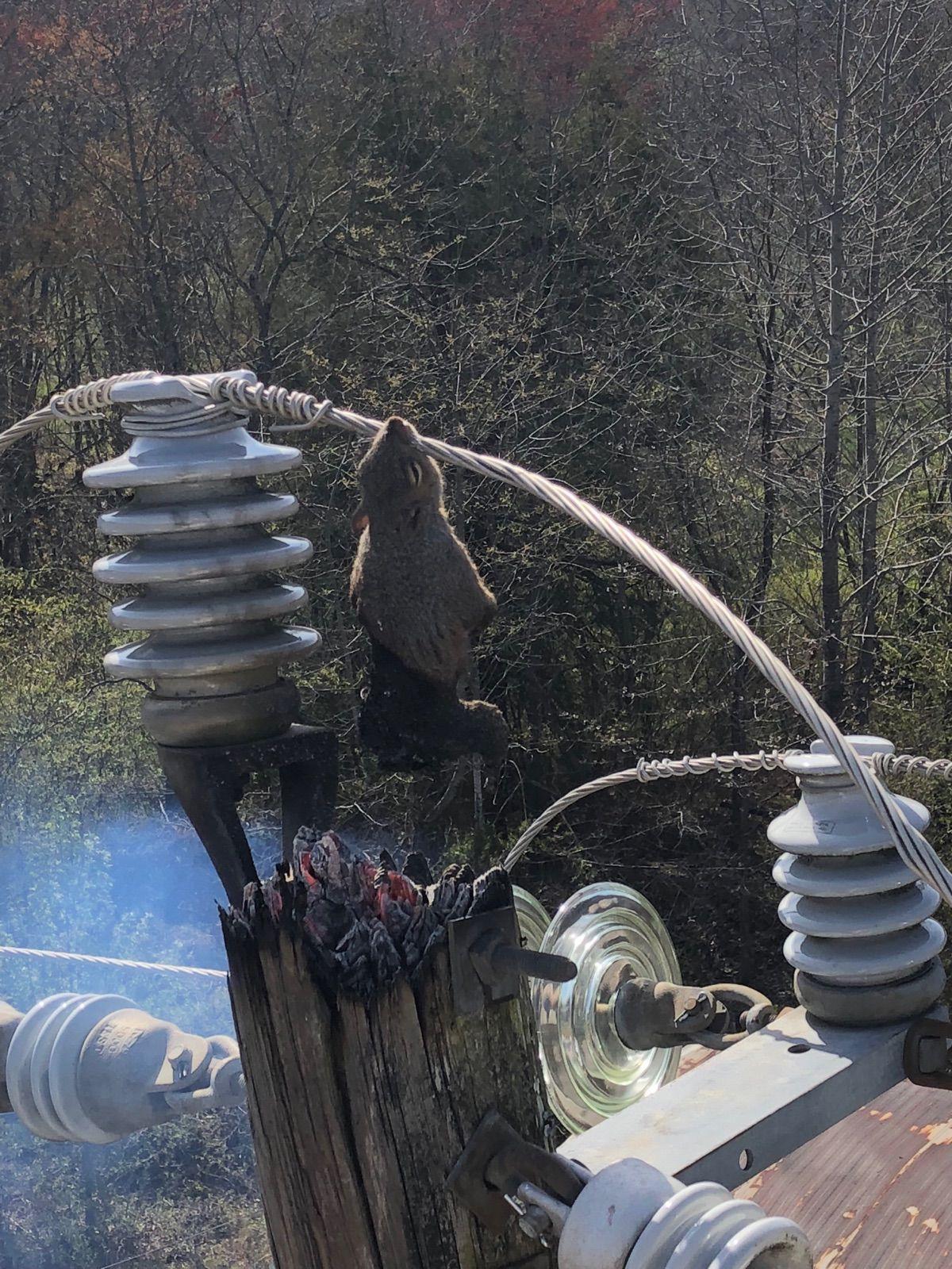 Squirrel causes fire that destroys home Latest Headlines