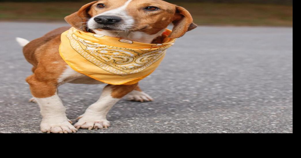 See Burke County NC dogs, cats, pets up for adoption