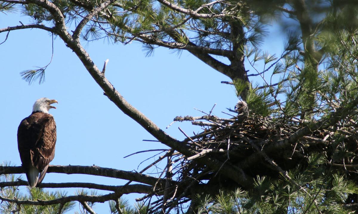 Bald Eagles Spotted Nesting In Burke County News