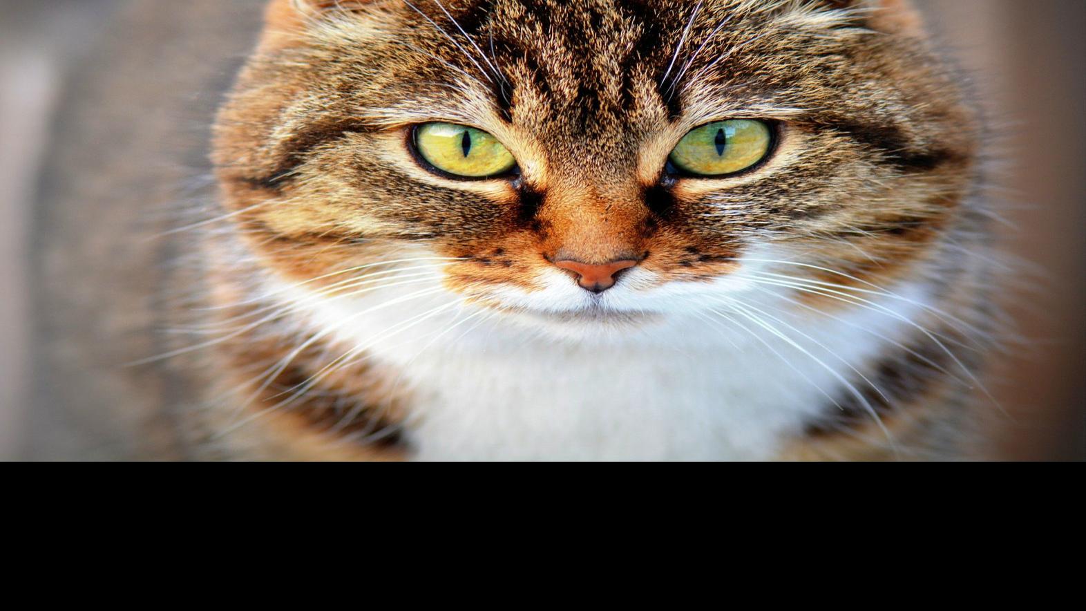 Rabies Case Confirmed In Eastern Burke Latest News Morganton Com