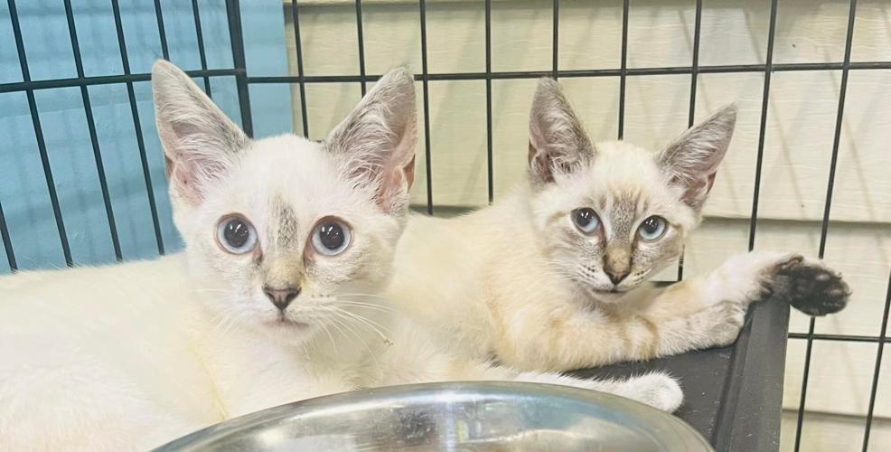 Burke County Animal Services Pleading For Public S Help Local News Morganton Com