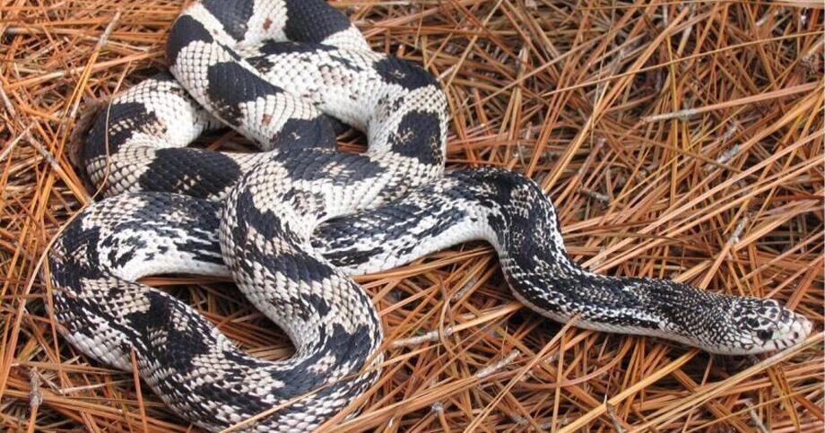 Local Snakes Wildlife officials: What to know about North Carolina's snakes as ...