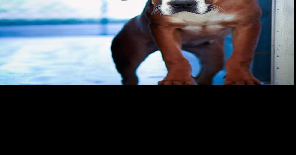 See dogs, cats available to adopt in Morganton NC