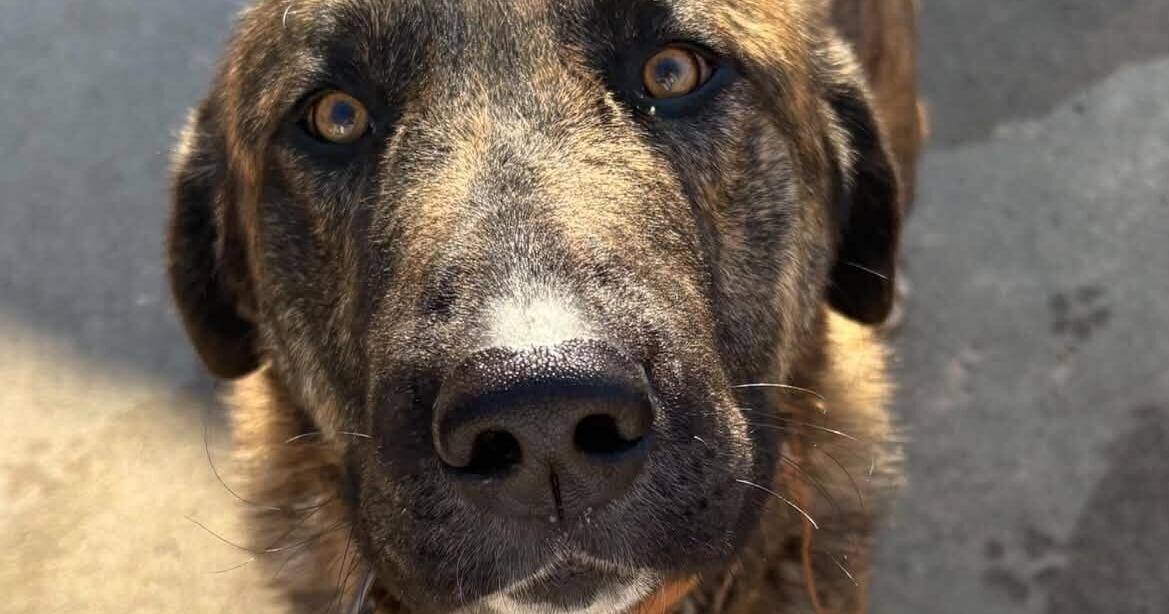 Stokes County, SBI investigate fatal shooting of dog by off-duty Winston-Salem officer
