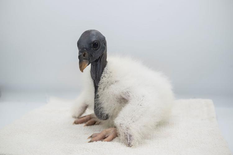 Vulture
