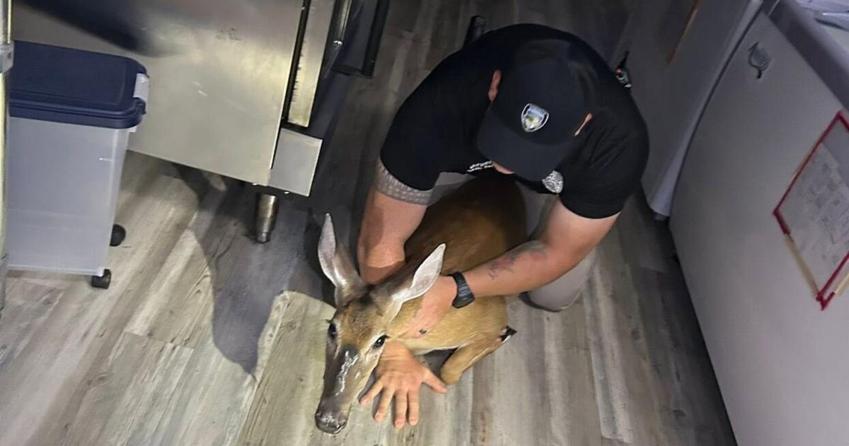 Deer breaks into Morganton ice cream shop, saved by police officers Tuesday morning