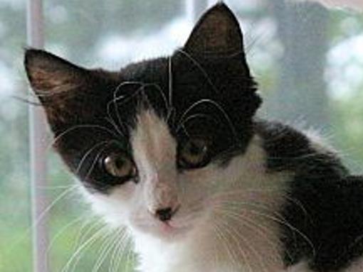 Pets Corner Local News Morganton Com