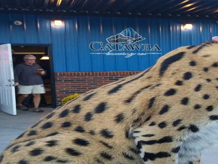 Tyra The Serval Cat Can Stay In Morganton Council Says Latest Headlines Morganton Com