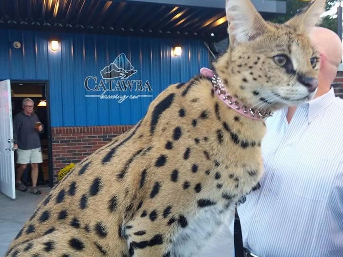 Tyra The Serval Cat Can Stay In Morganton Council Says Latest Headlines Morganton Com Tyra The Serval Cat Can Stay In Morganton Council Says Latest Headlines Morganton Com