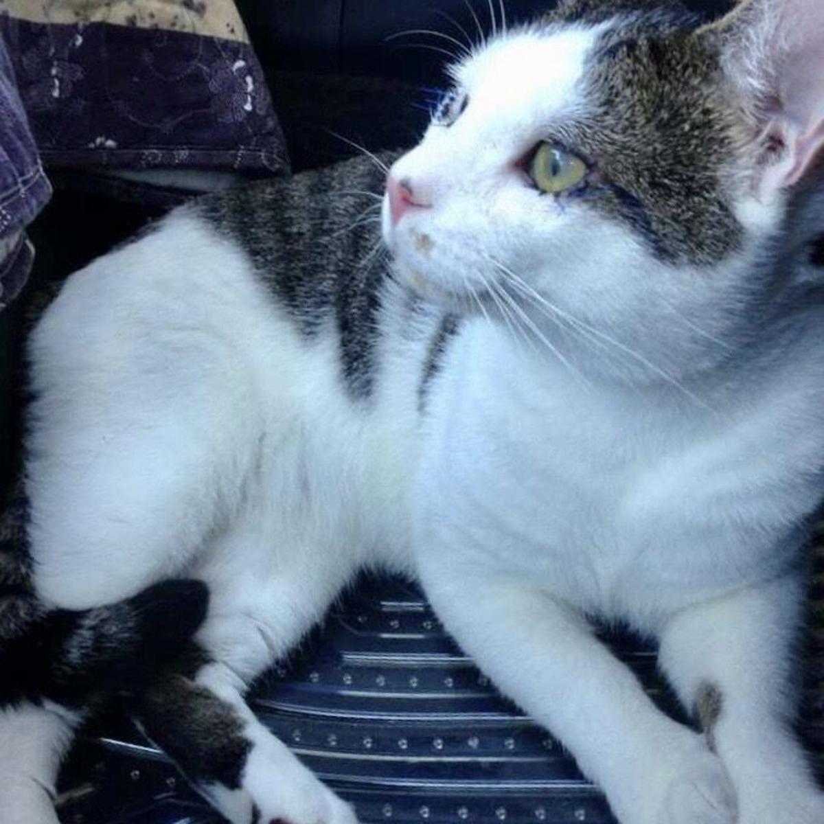 Spay Neuter Needed To Save Lives Of Cats Kittens Local News Morganton Com