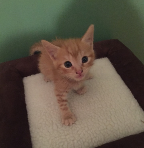 Cats Cradle 5k To Raise Funds To Save Homeless Abandoned Cats