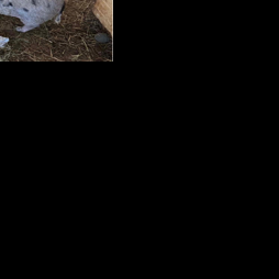 Rescues call out Burke animal control on pig hoard handling