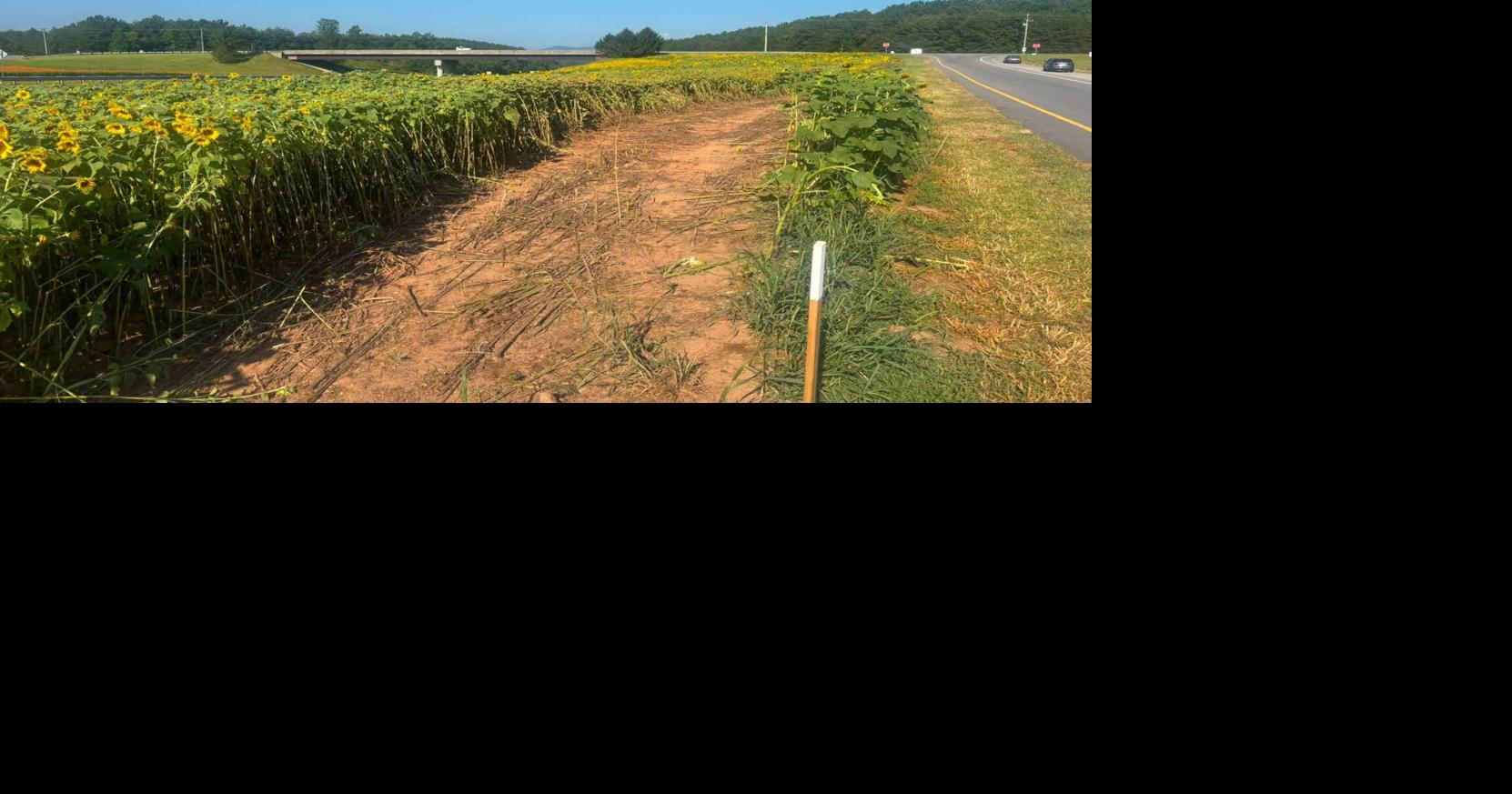 Wildflowers flattened at Burke County I-40 exit, Highway Patrol investigating
