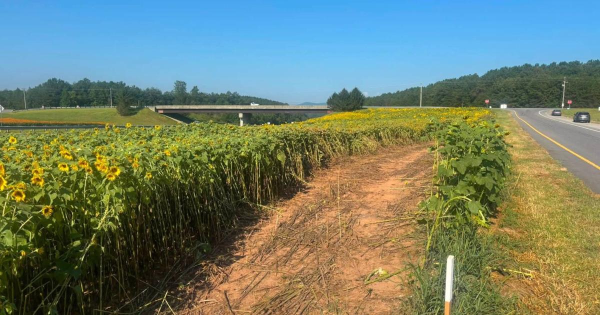 Wildflowers flattened at Burke County I-40 exit, Highway Patrol investigating